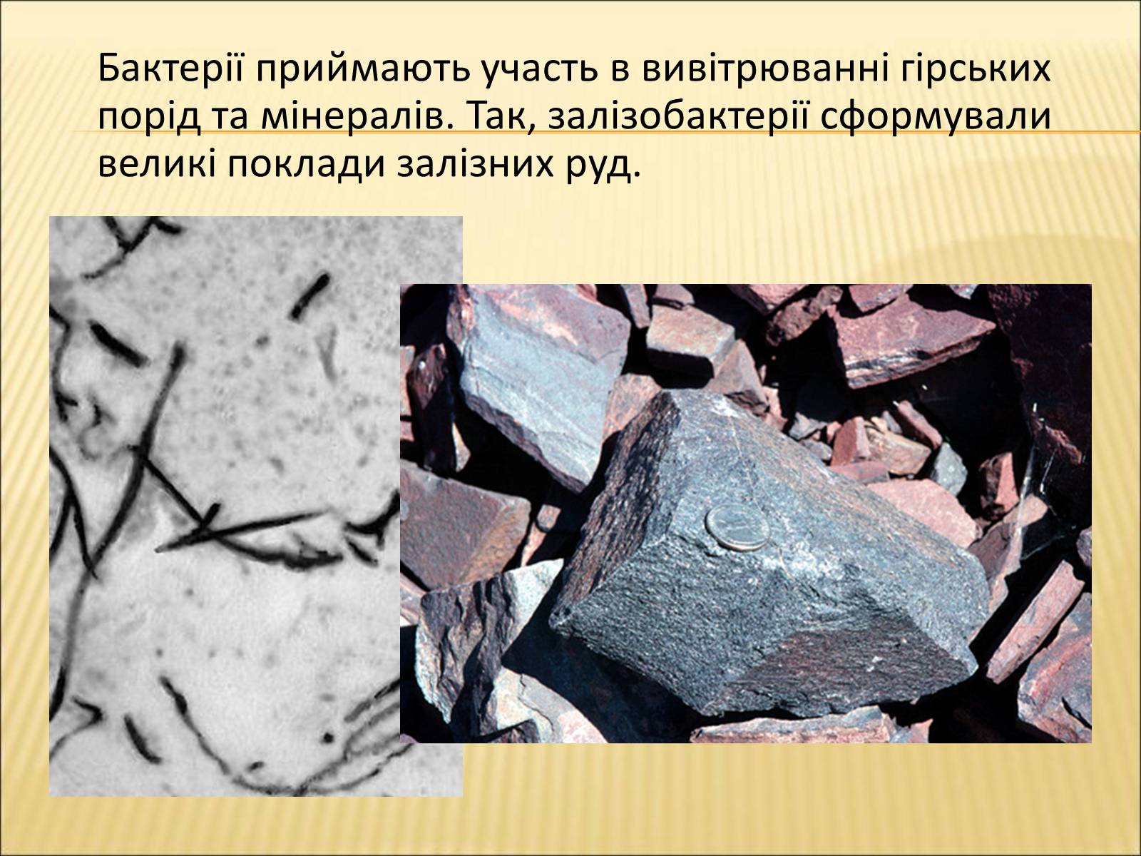 Презентація на тему «Значення бактерій в природі та житті людини» - Слайд #5