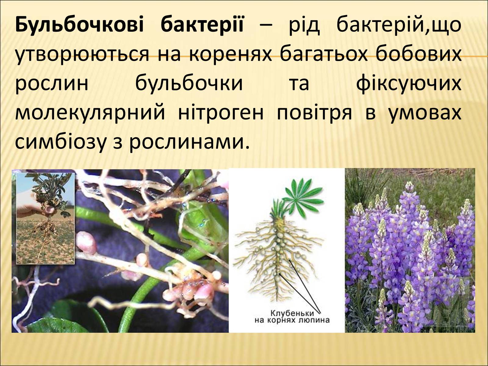 Презентація на тему «Значення бактерій в природі та житті людини» - Слайд #7