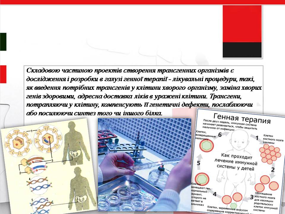 Презентація на тему «Генна інженерія» (варіант 11) - Слайд #12
