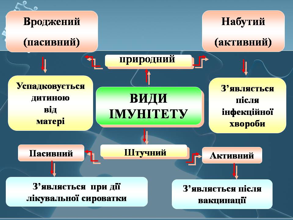 Презентація на тему «Імунітет» (варіант 4) - Слайд #12