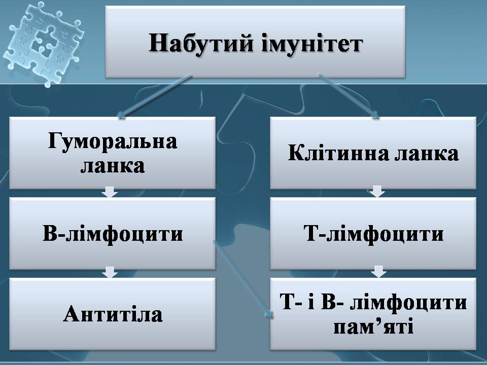 Презентація на тему «Імунітет» (варіант 4) - Слайд #14