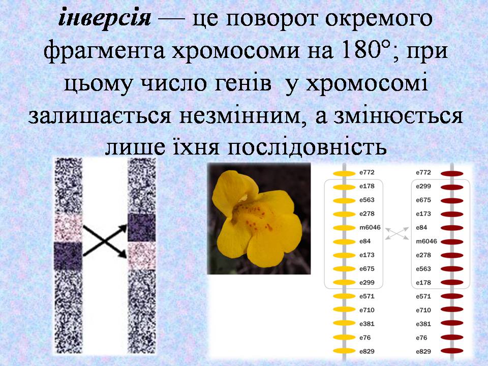 Презентація на тему «Типи мутацій. Мутагени» - Слайд #23