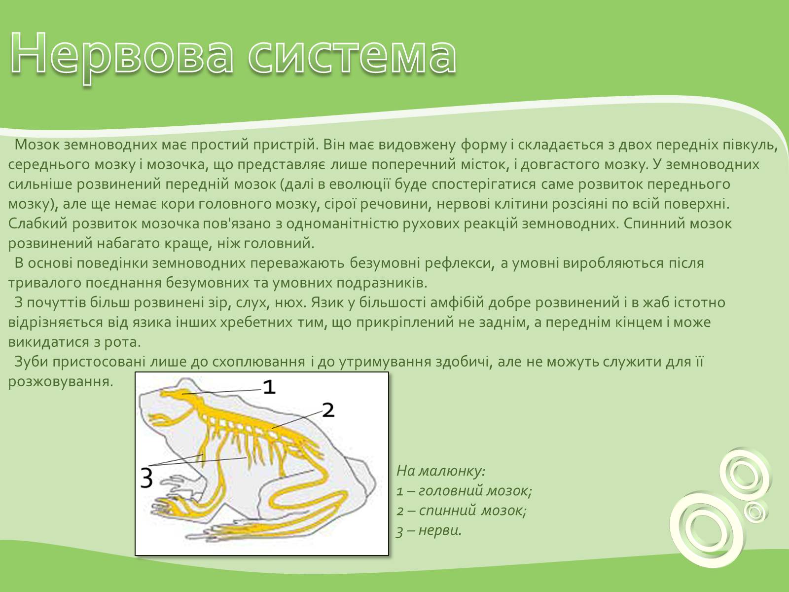 Презентація на тему «Земноводні або Амфібії» - Слайд #12