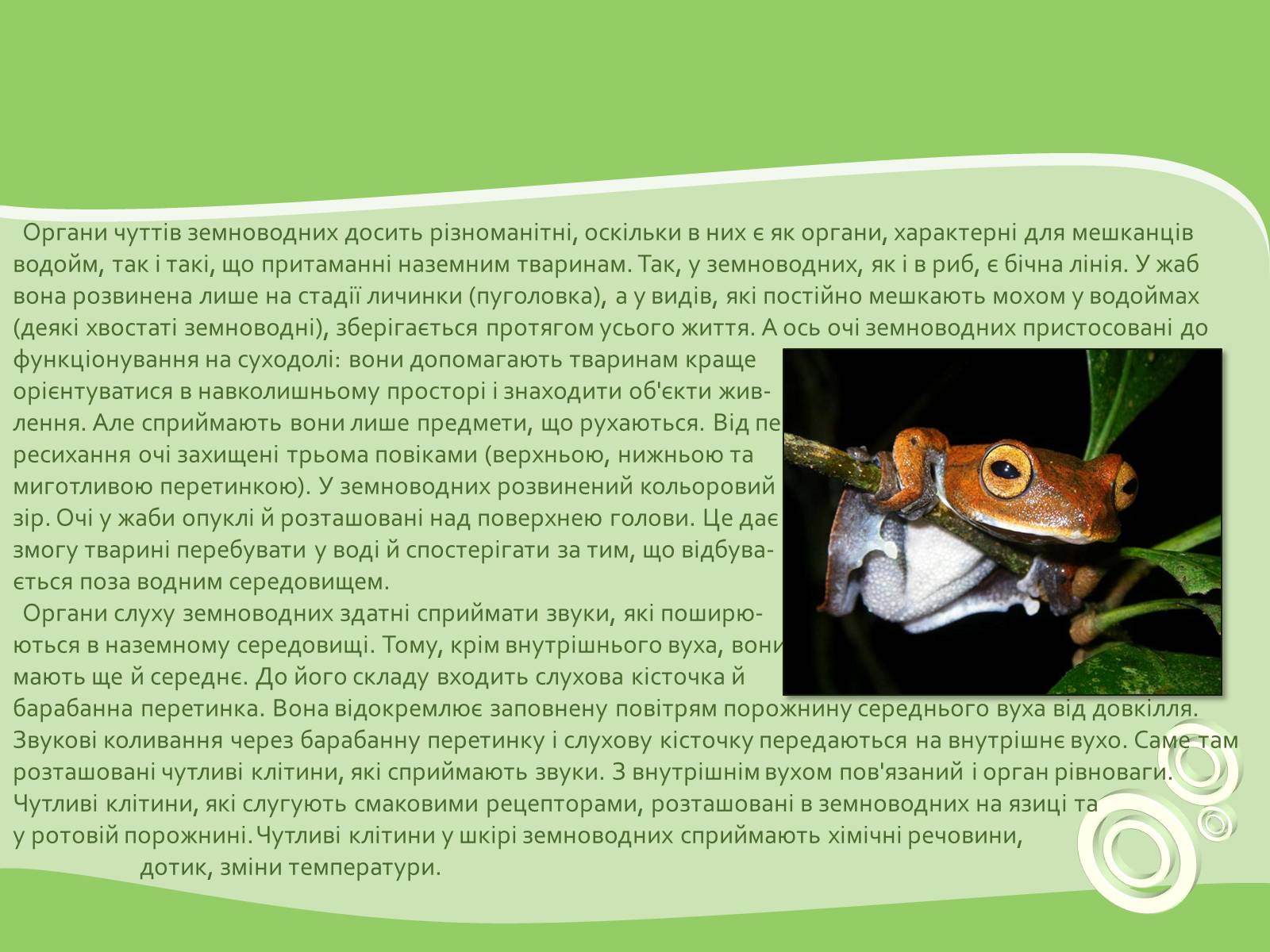 Презентація на тему «Земноводні або Амфібії» - Слайд #13