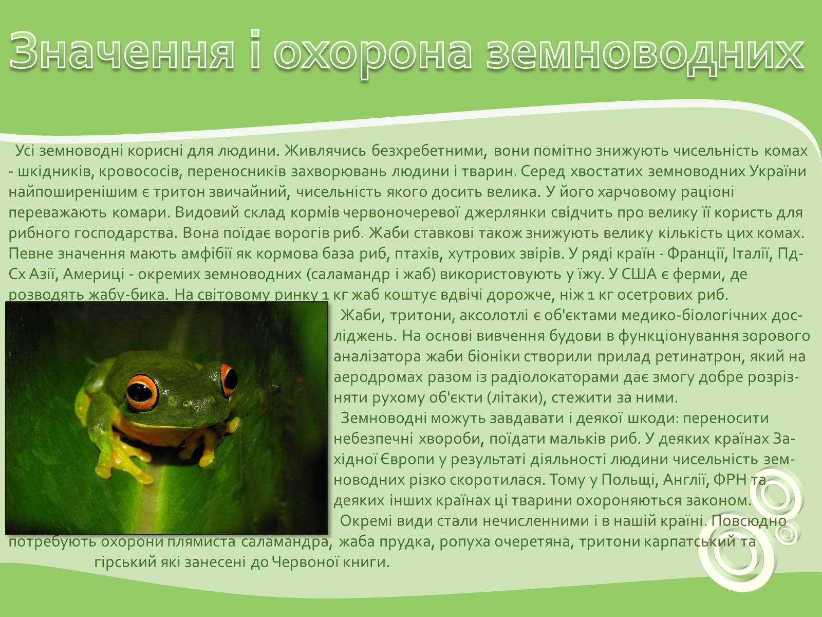 Презентація на тему «Земноводні або Амфібії» - Слайд #17