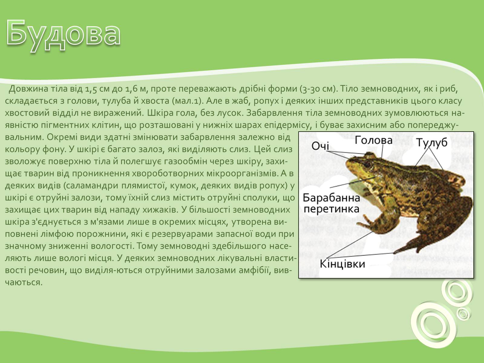 Презентація на тему «Земноводні або Амфібії» - Слайд #3