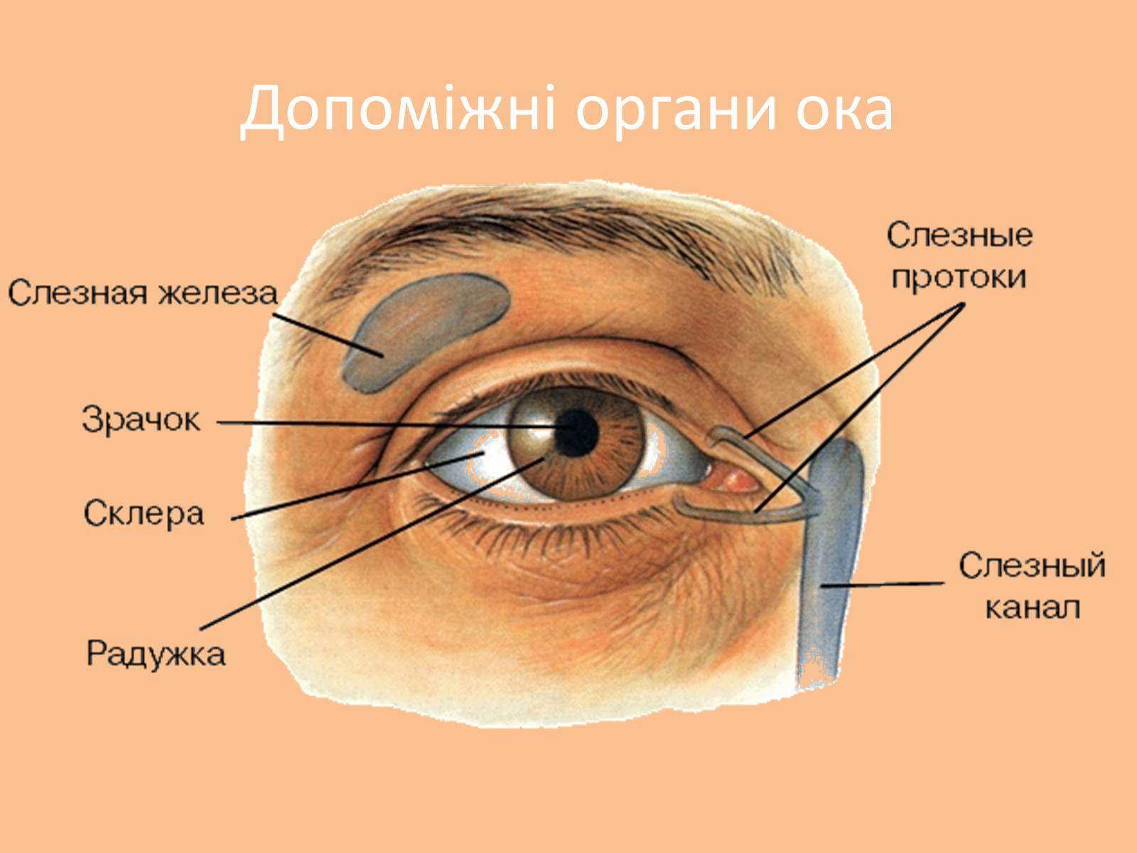 Строение век человека. Дакриоаденит слезной железы. Анатомия глаза слезного канала. Слезная железа и слезный канал функции. Защитно вспомогательный аппарат глаза.