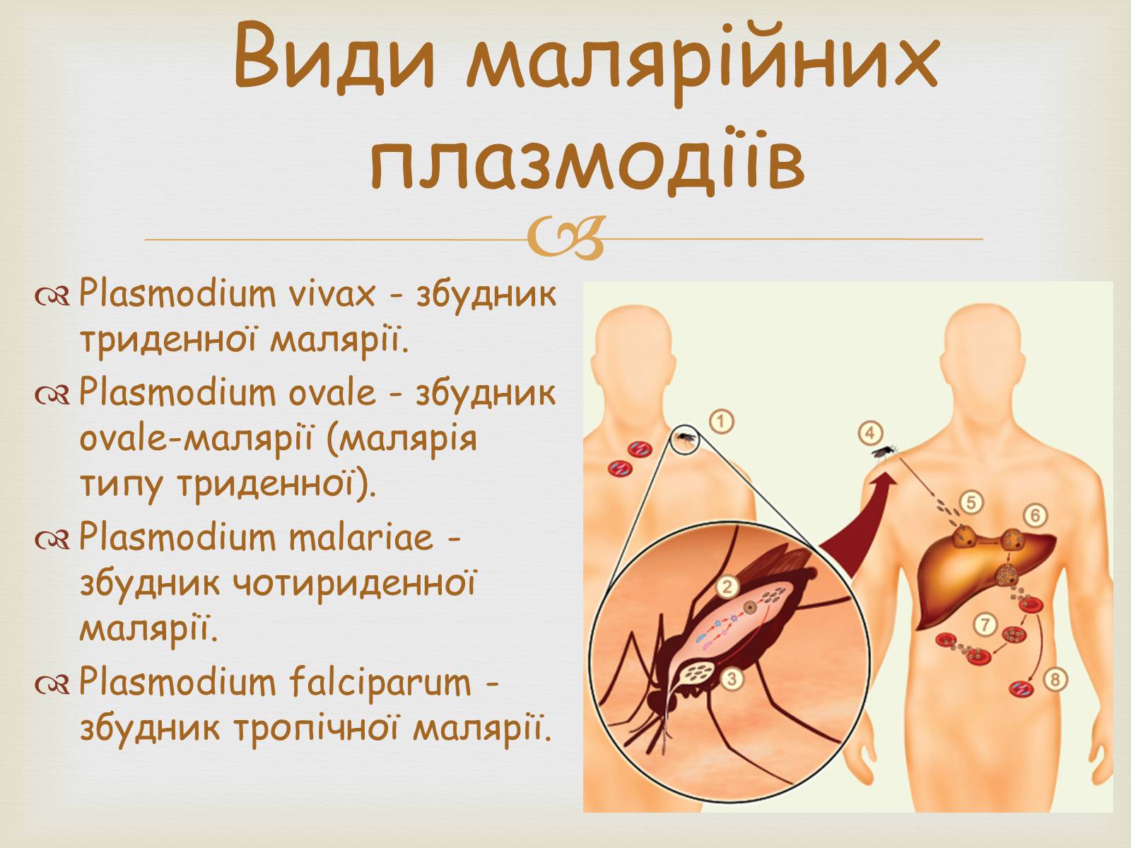 Презентація на тему «Малярійний плазмодій» - Слайд #7