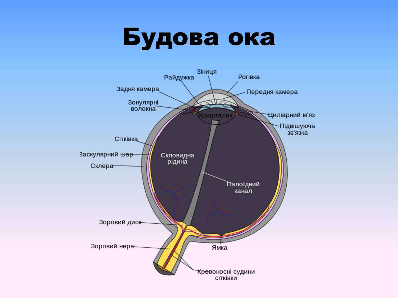 Око схема. Будова Ока. Будова та функції Ока. Будова Ока людини схема на українській мові. Зіниця Ока це.