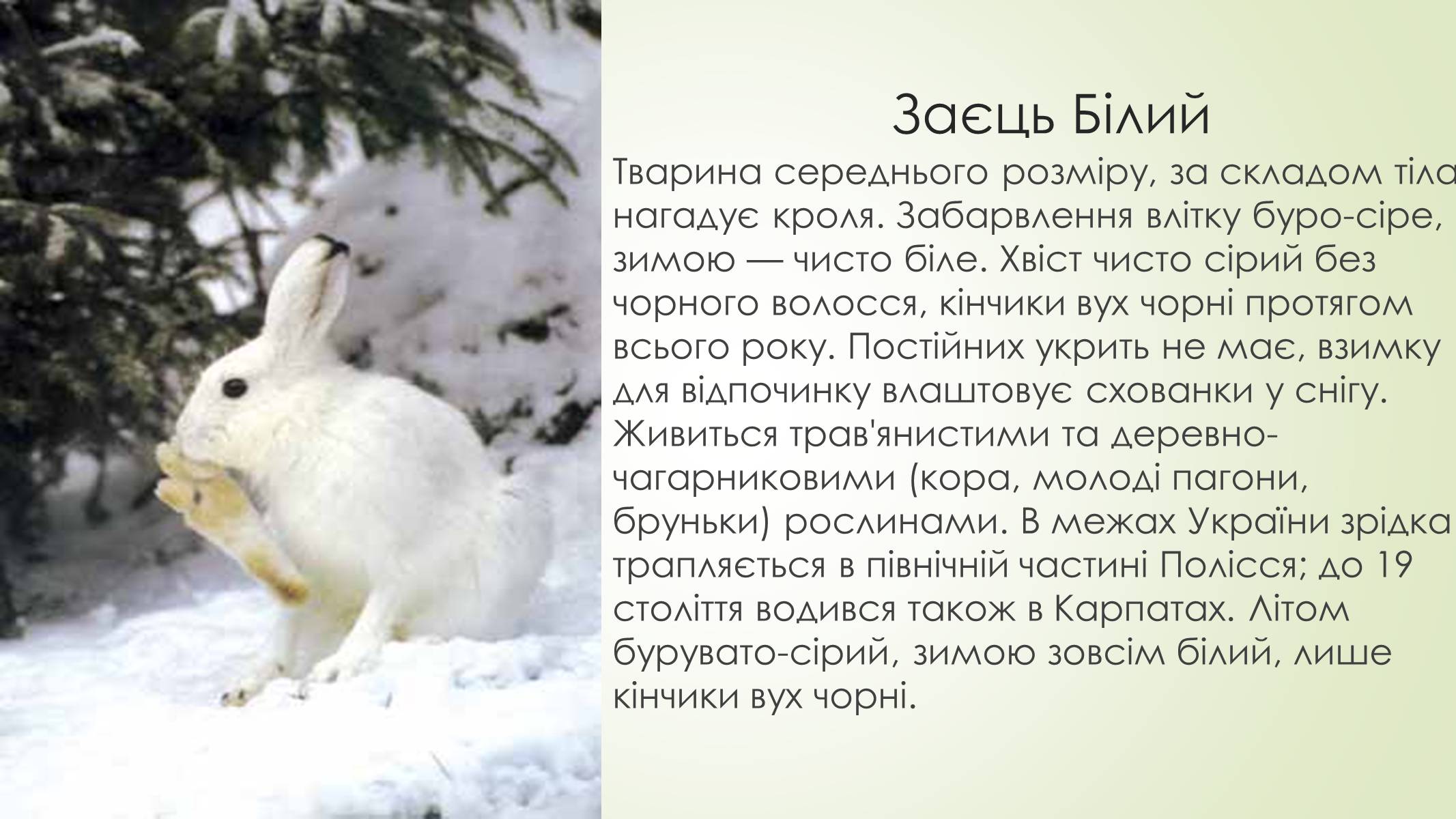 Презентація на тему «Рослини і тварини Сумщини занесені до Червоної книги України» - Слайд #5