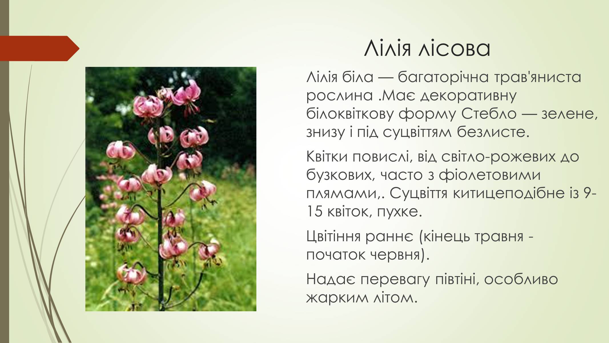 Презентація на тему «Рослини і тварини Сумщини занесені до Червоної книги України» - Слайд #8