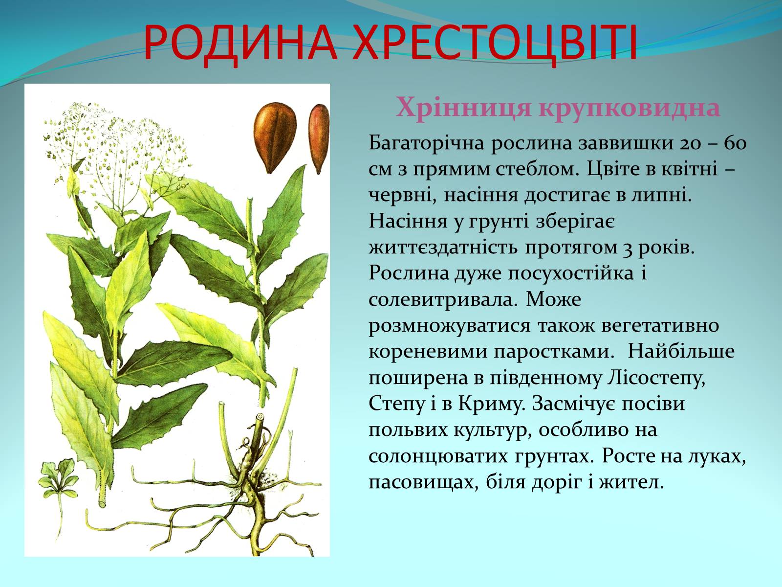 Презентація на тему «Різноманітність покритонасінних рослин» - Слайд #15