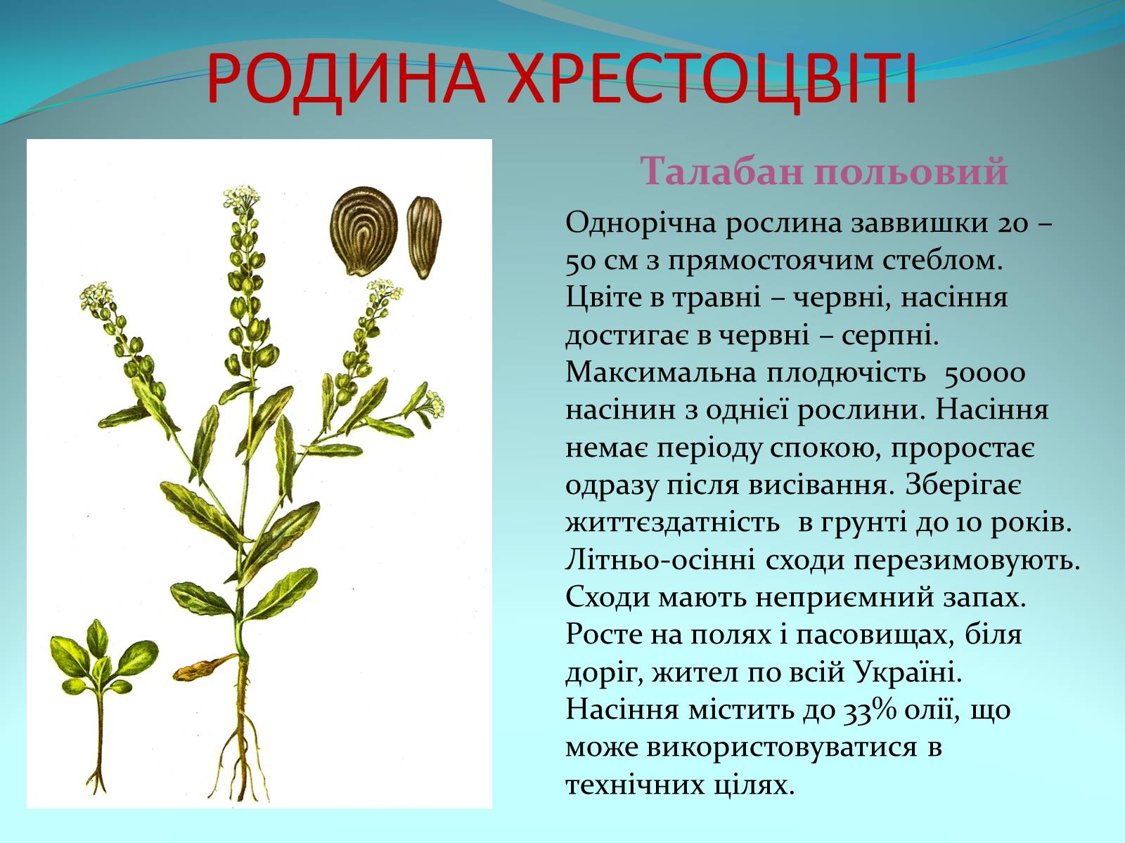 Презентація на тему «Різноманітність покритонасінних рослин» - Слайд #16