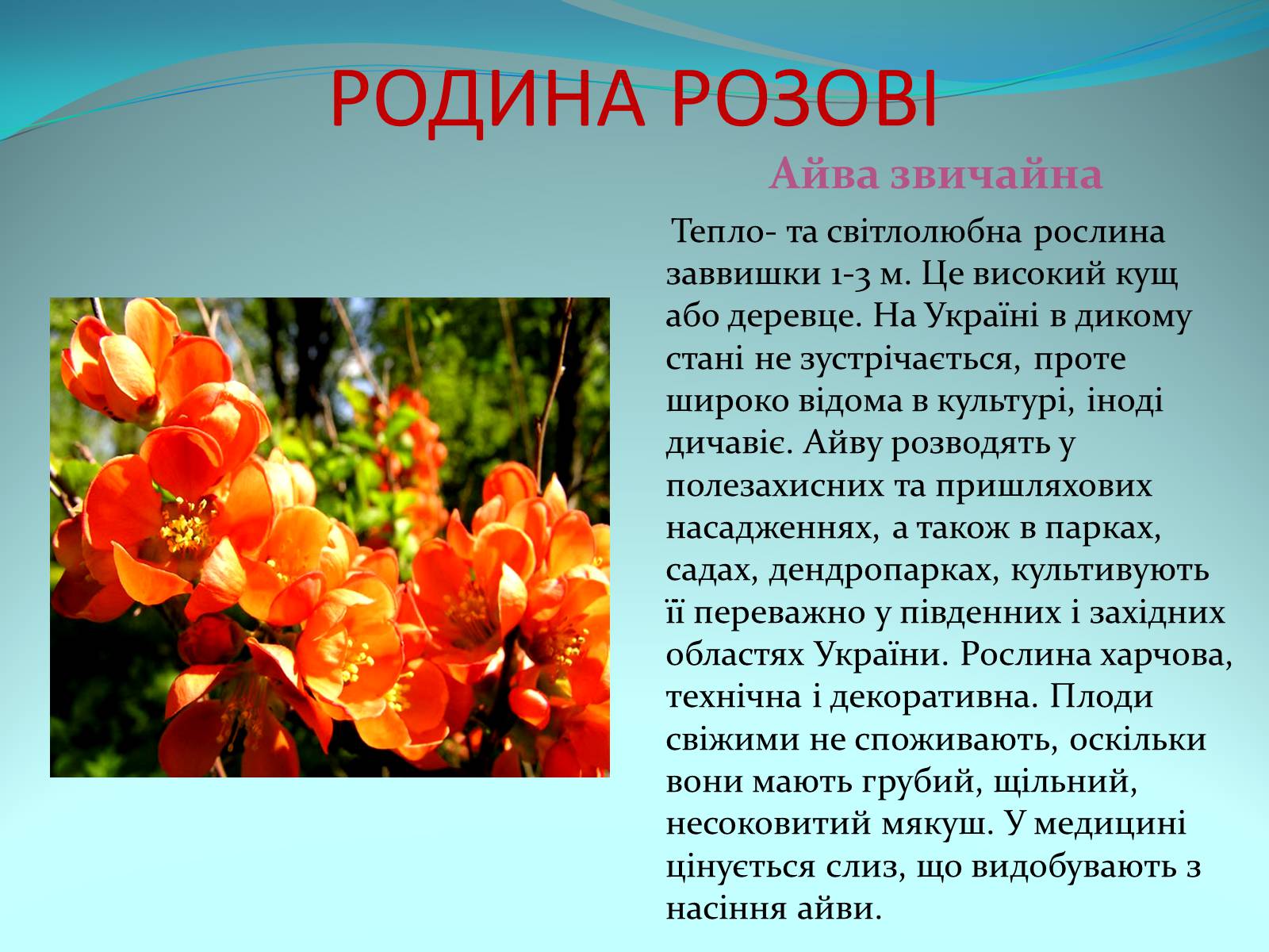 Презентація на тему «Різноманітність покритонасінних рослин» - Слайд #22