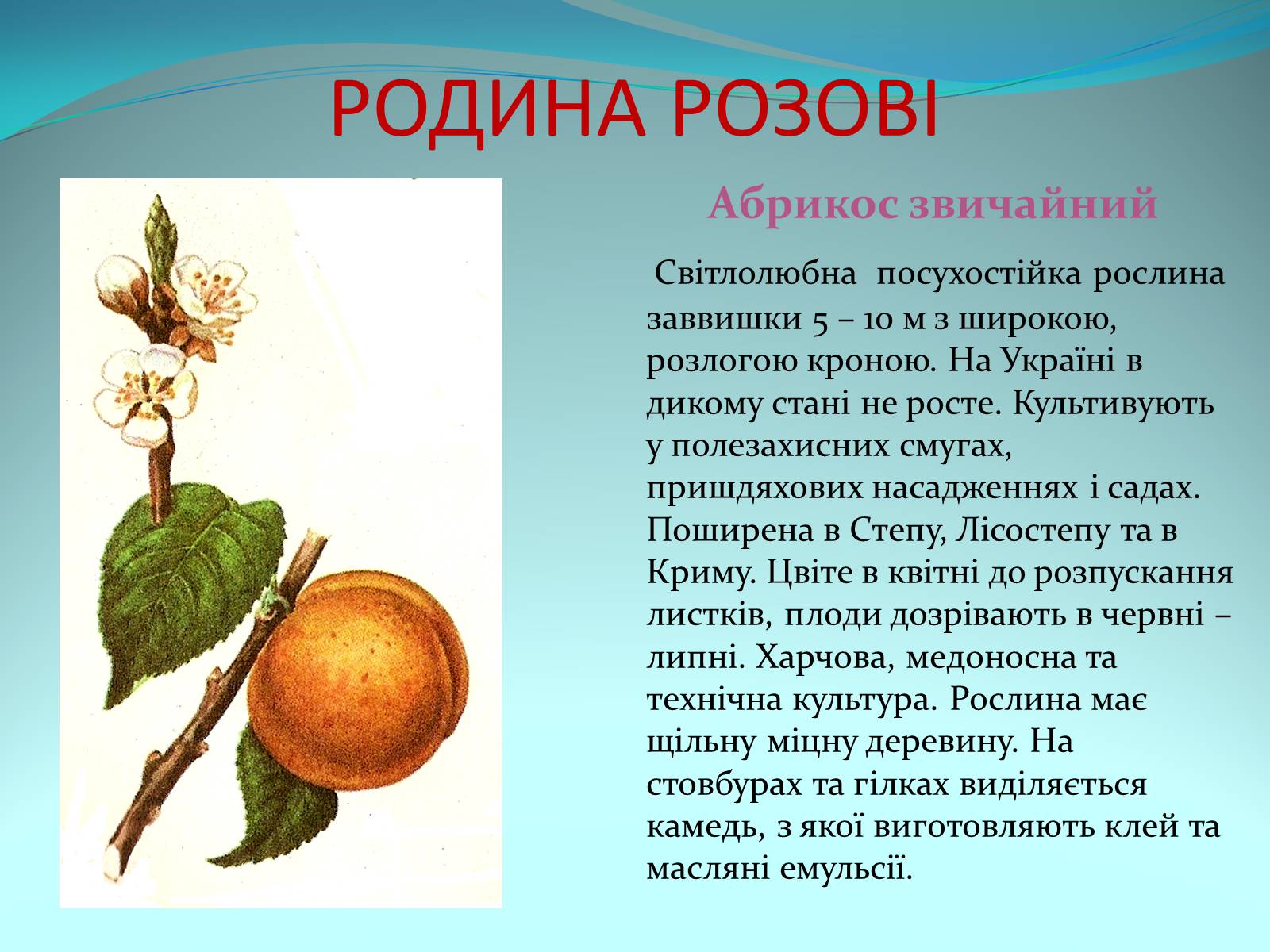 Презентація на тему «Різноманітність покритонасінних рослин» - Слайд #26