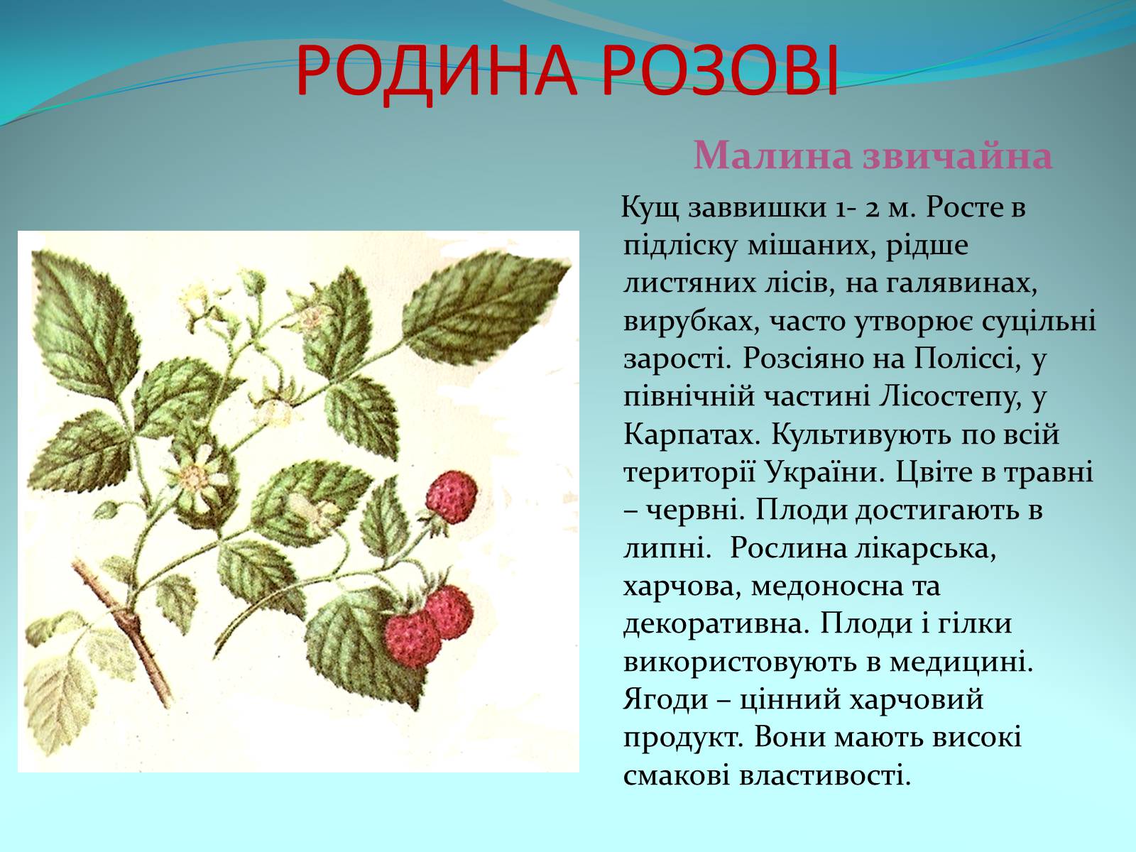 Презентація на тему «Різноманітність покритонасінних рослин» - Слайд #29