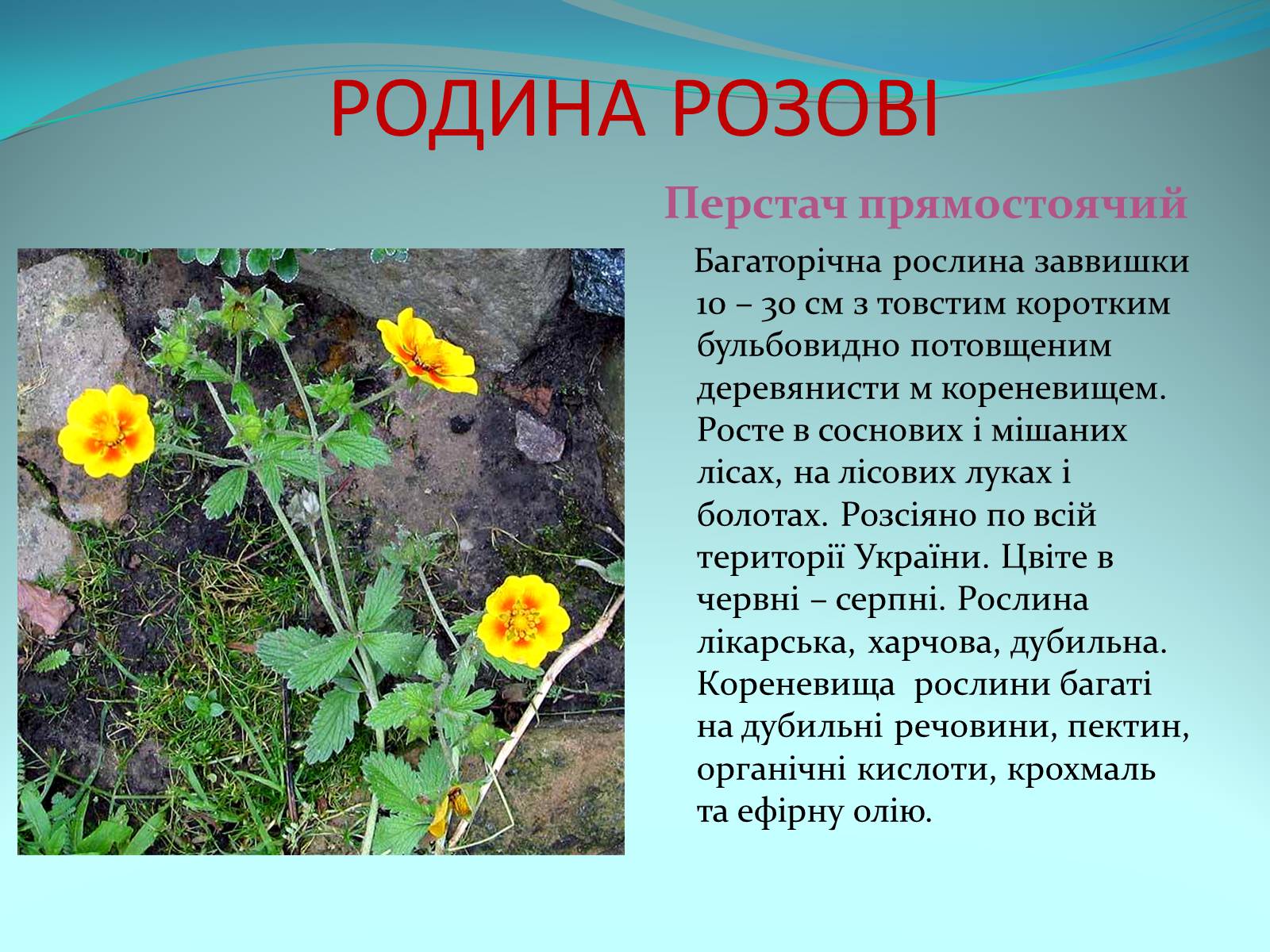 Презентація на тему «Різноманітність покритонасінних рослин» - Слайд #31