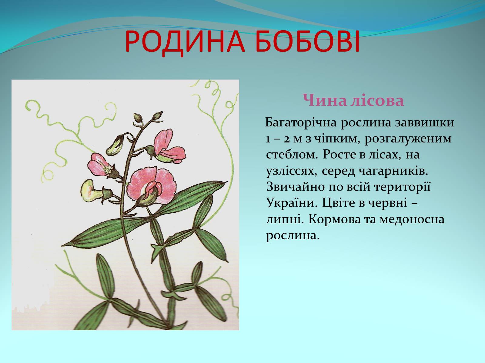 Презентація на тему «Різноманітність покритонасінних рослин» - Слайд #40