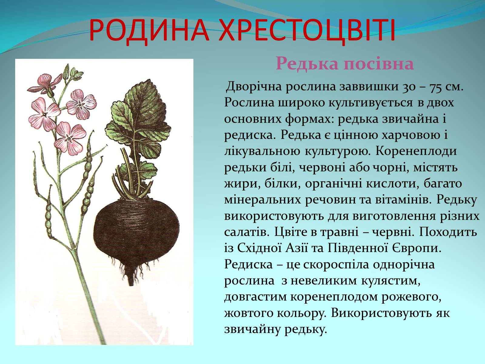 Презентація на тему «Різноманітність покритонасінних рослин» - Слайд #7