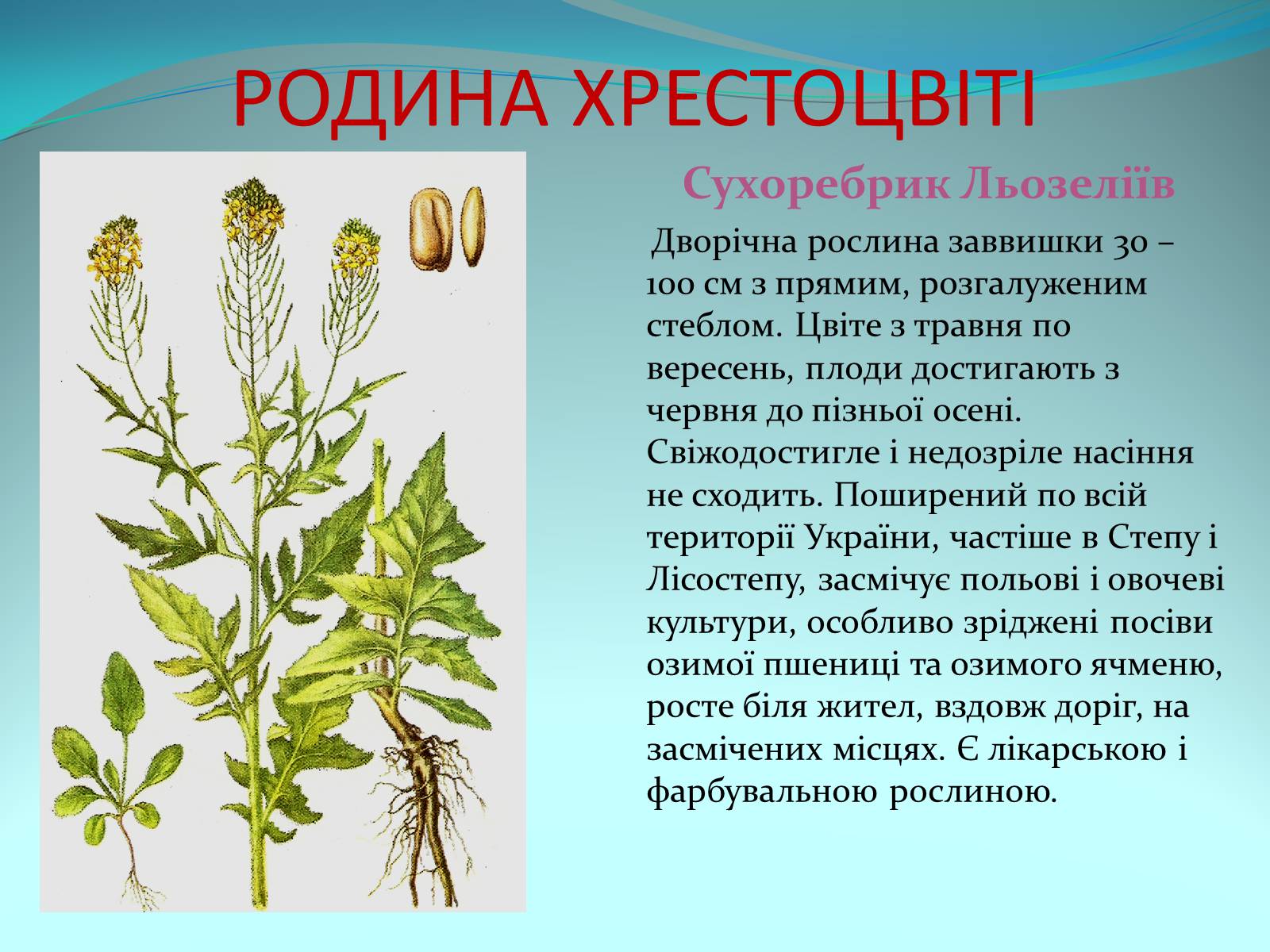 Презентація на тему «Різноманітність покритонасінних рослин» - Слайд #9