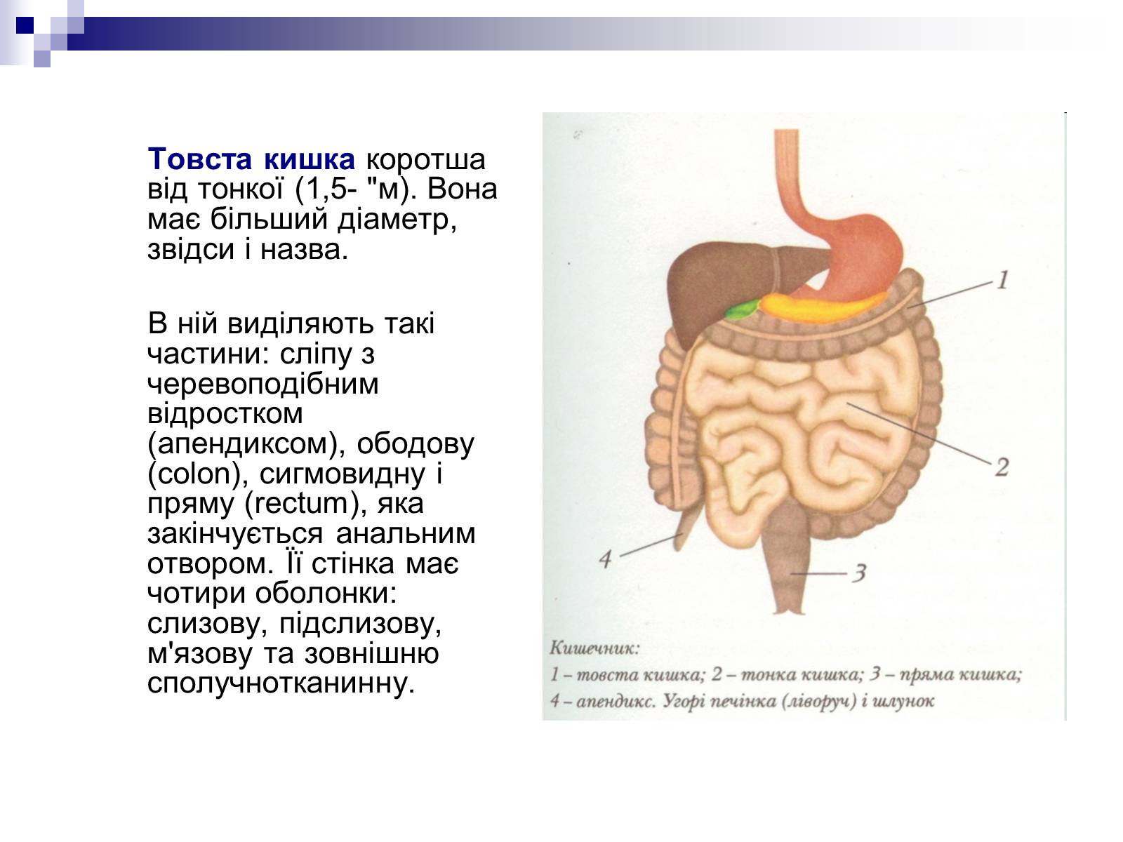 Презентація на тему «Органи травлення людини» - Слайд #12