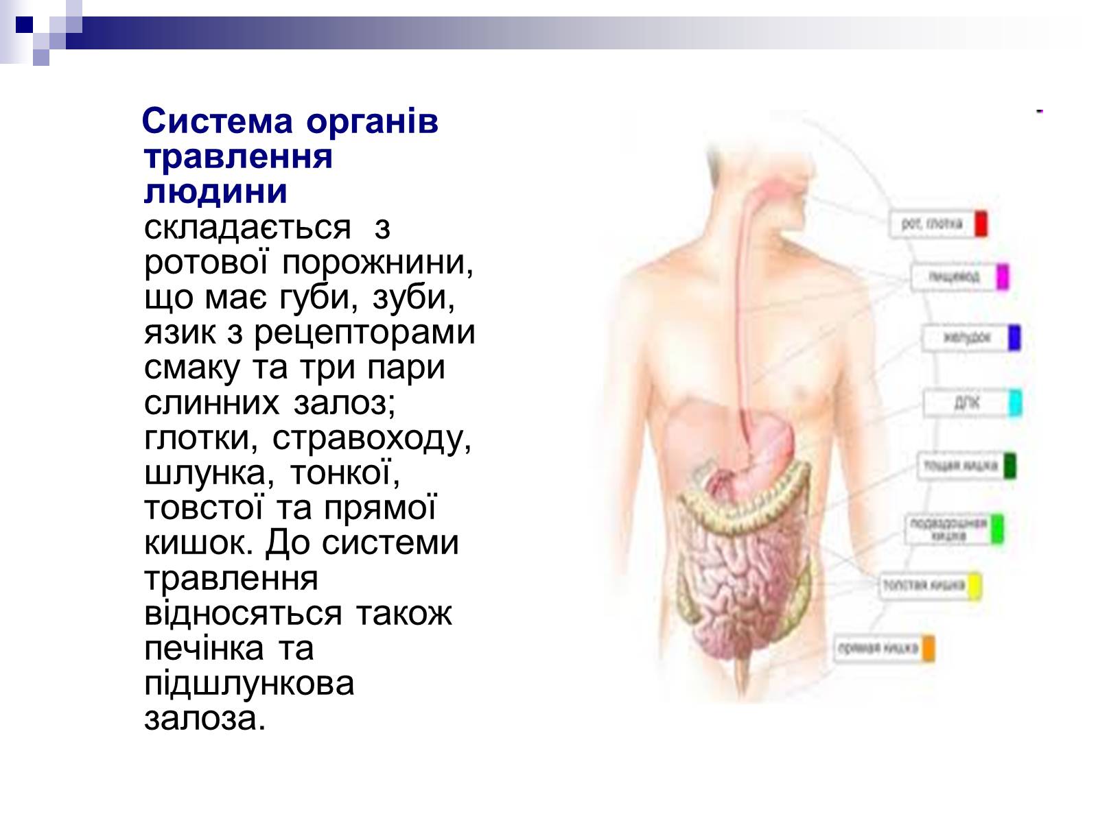 Презентація на тему «Органи травлення людини» - Слайд #4