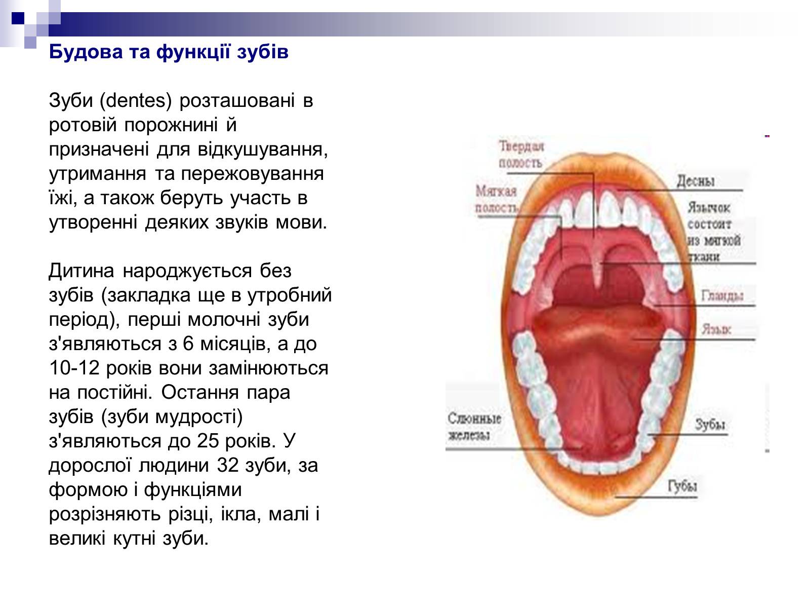 Описание полости рта. Органы ротовой пролимти. Органы полости рта анатомия.