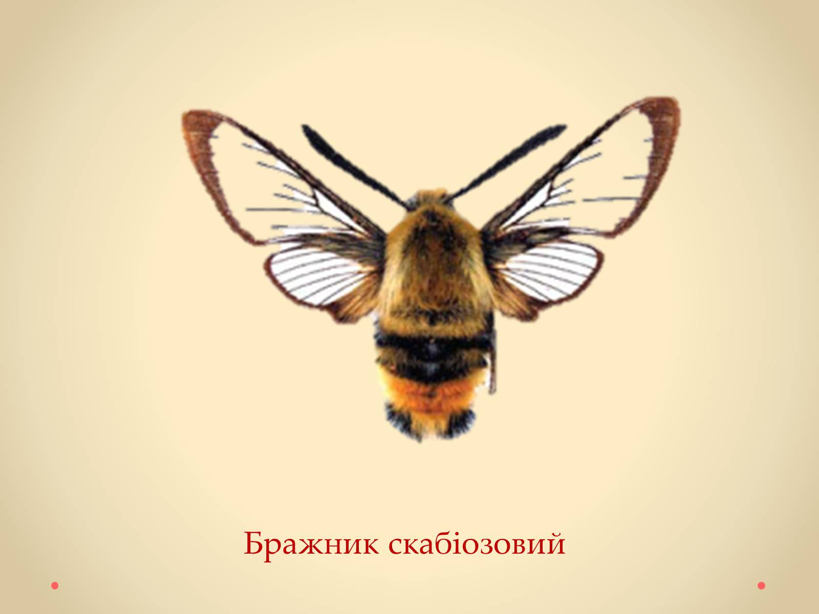 Презентація на тему «Рослини Кіровоградської області, занесені до Червоної книги України» - Слайд #32