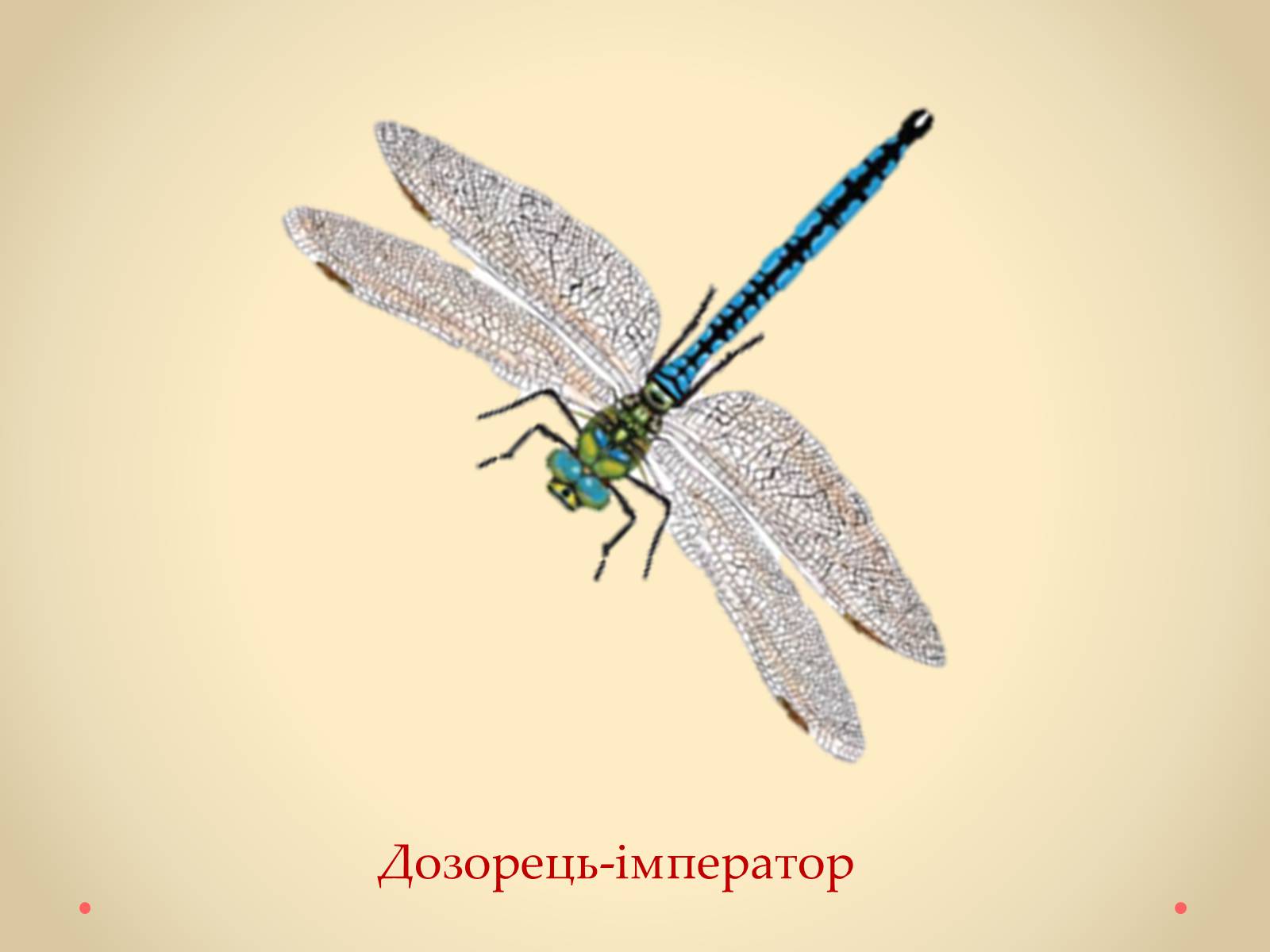 Презентація на тему «Рослини Кіровоградської області, занесені до Червоної книги України» - Слайд #39