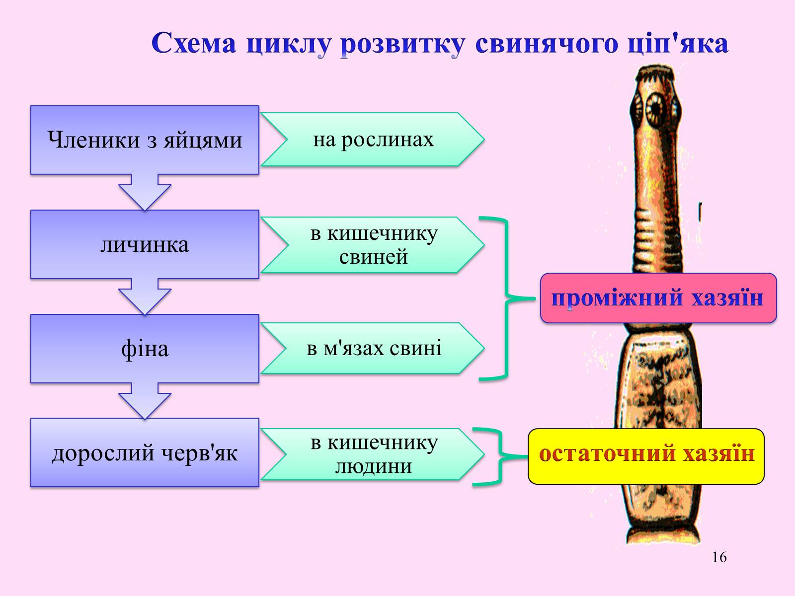 Презентація на тему «Різноманітність паразитичних плоских червів» - Слайд #16