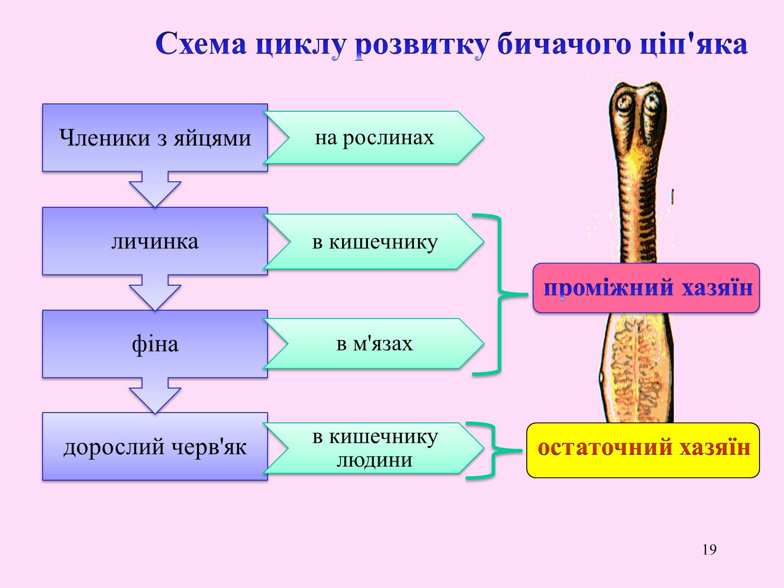 Презентація на тему «Різноманітність паразитичних плоских червів» - Слайд #19