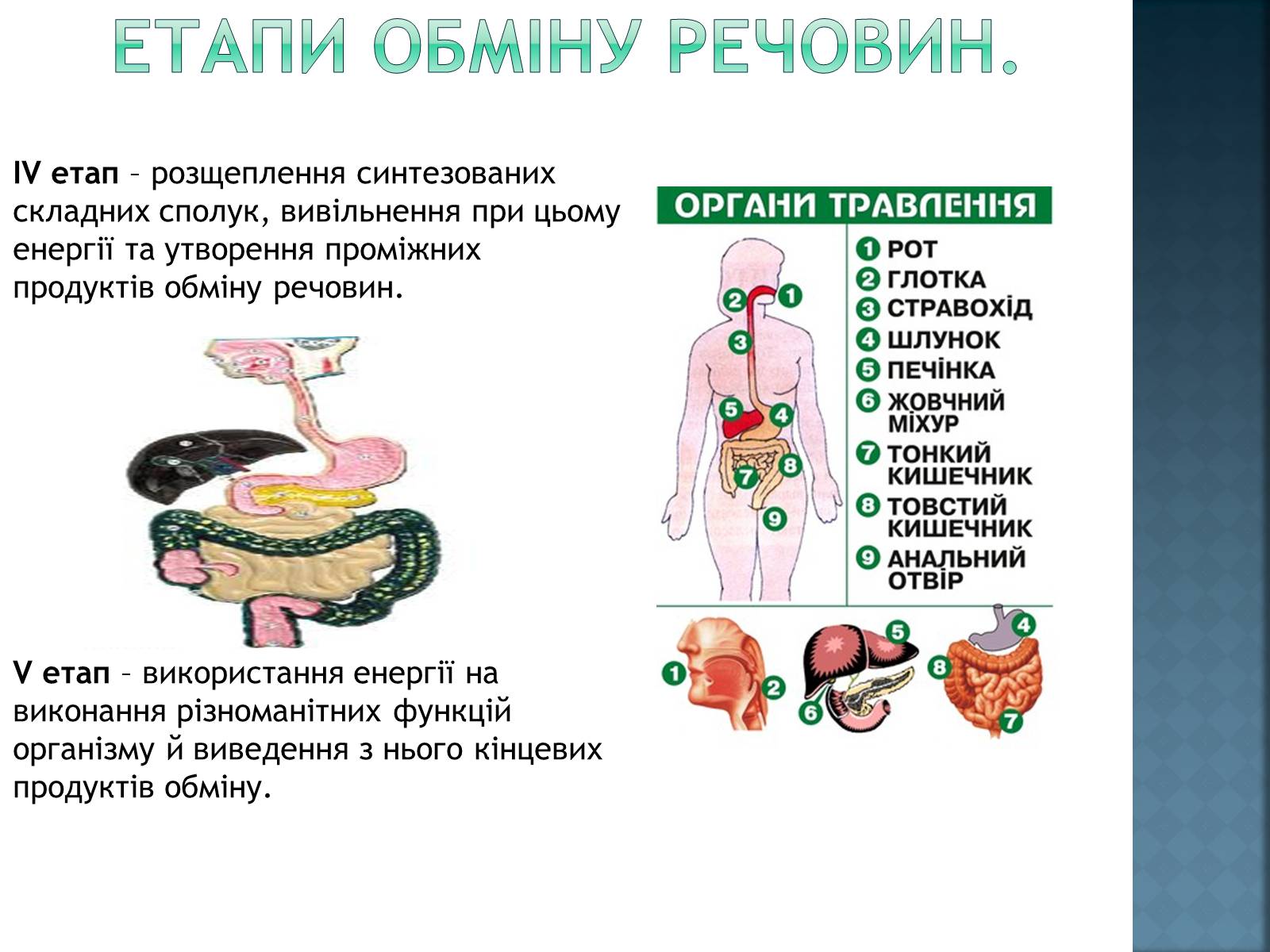 Презентація на тему «обмін речовин та енергії в організмі людини» - Слайд #5