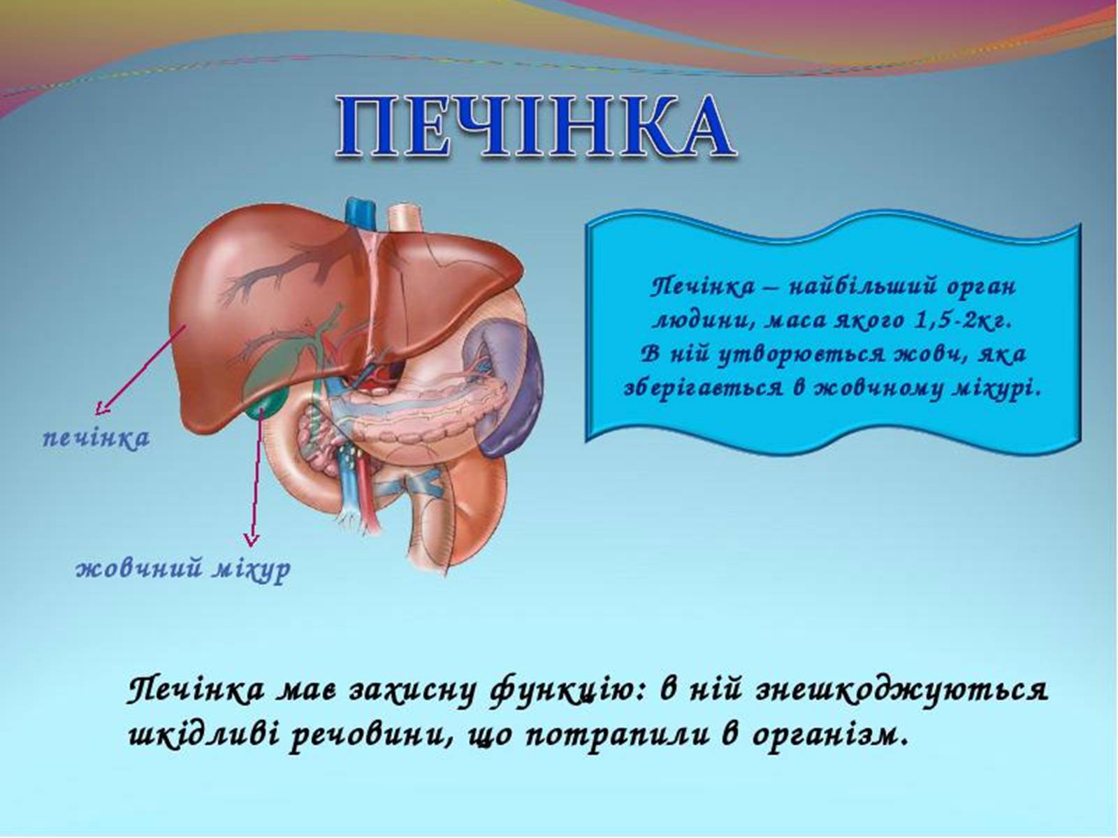 Презентація на тему «обмін речовин та енергії в організмі людини» - Слайд #6