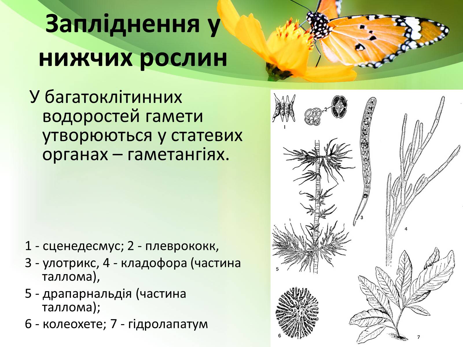 Презентація на тему «Запилення та запліднення рослин» (варіант 1) - Слайд #10