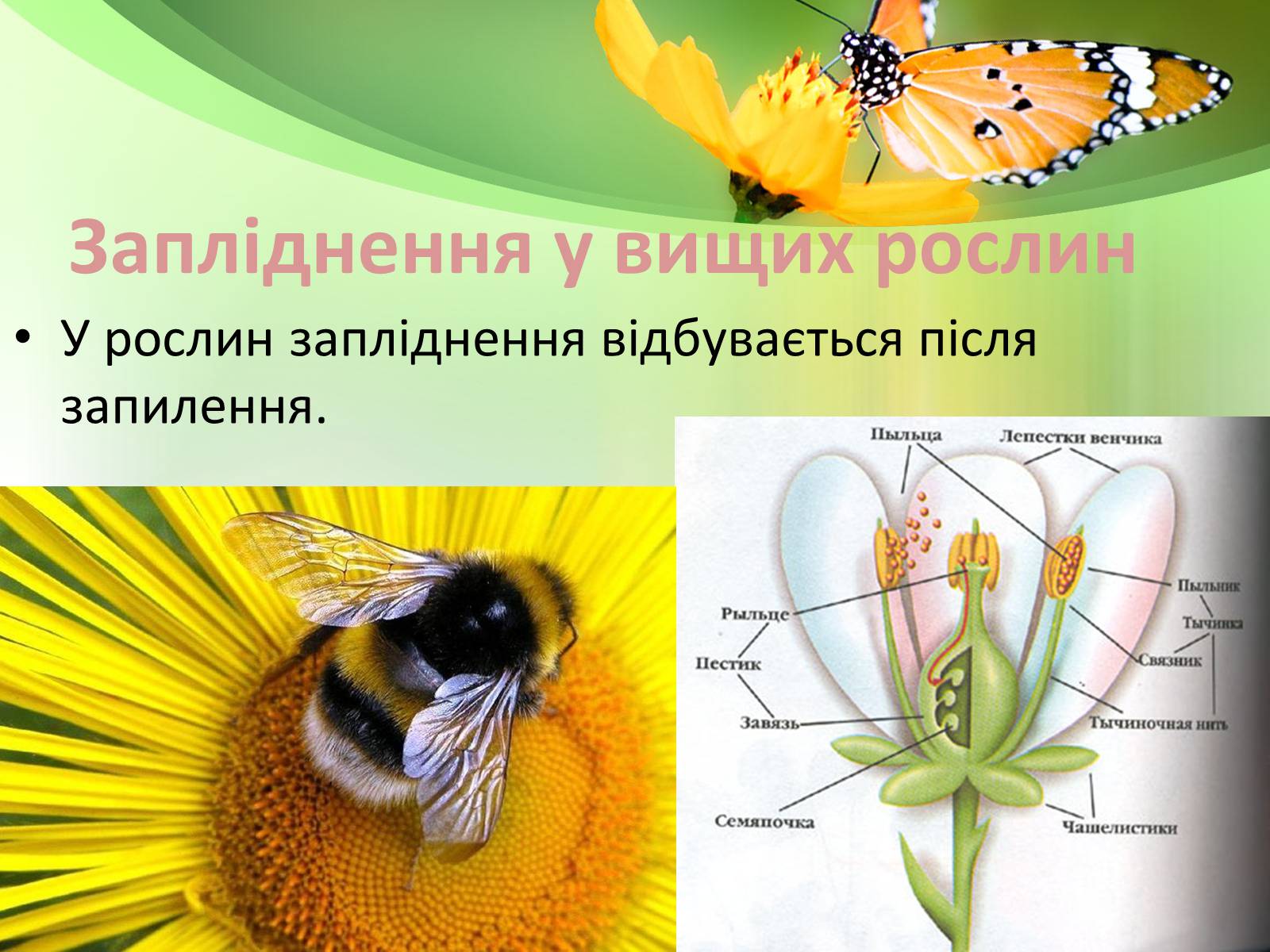 Презентація на тему «Запилення та запліднення рослин» (варіант 1) - Слайд #13