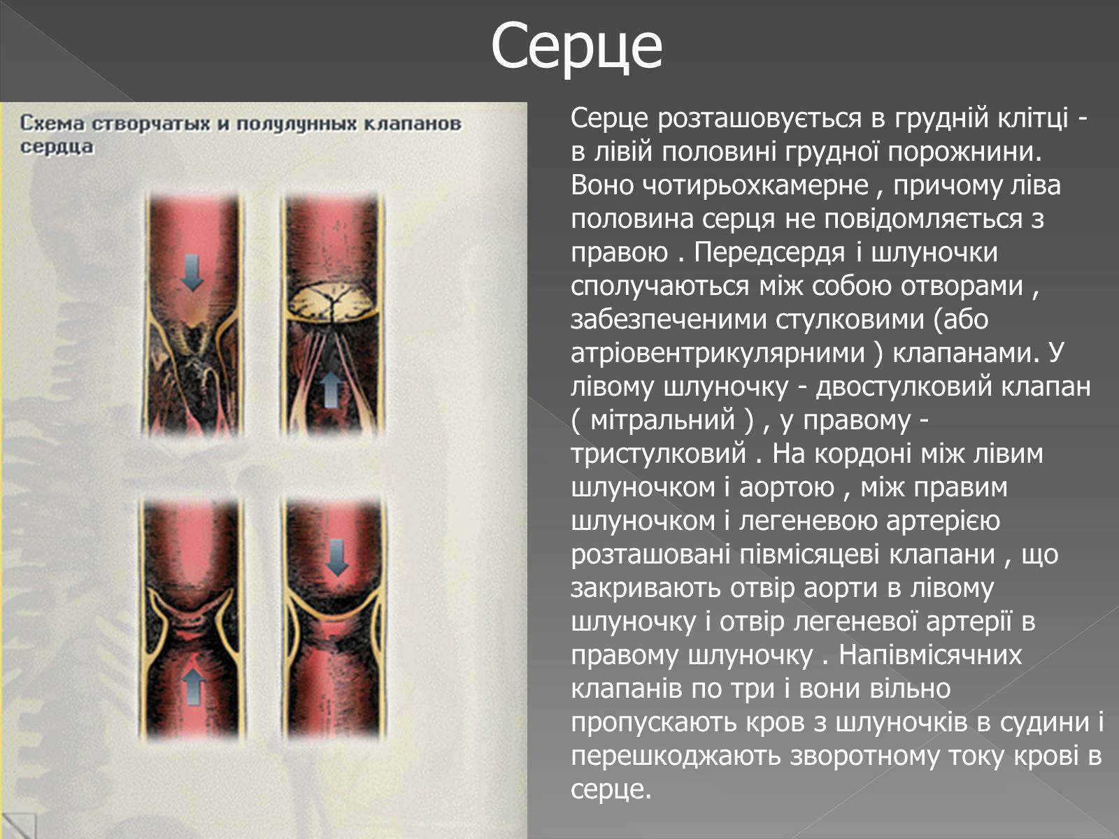 Презентація на тему «Кровоносна система» (варіант 2) - Слайд #12