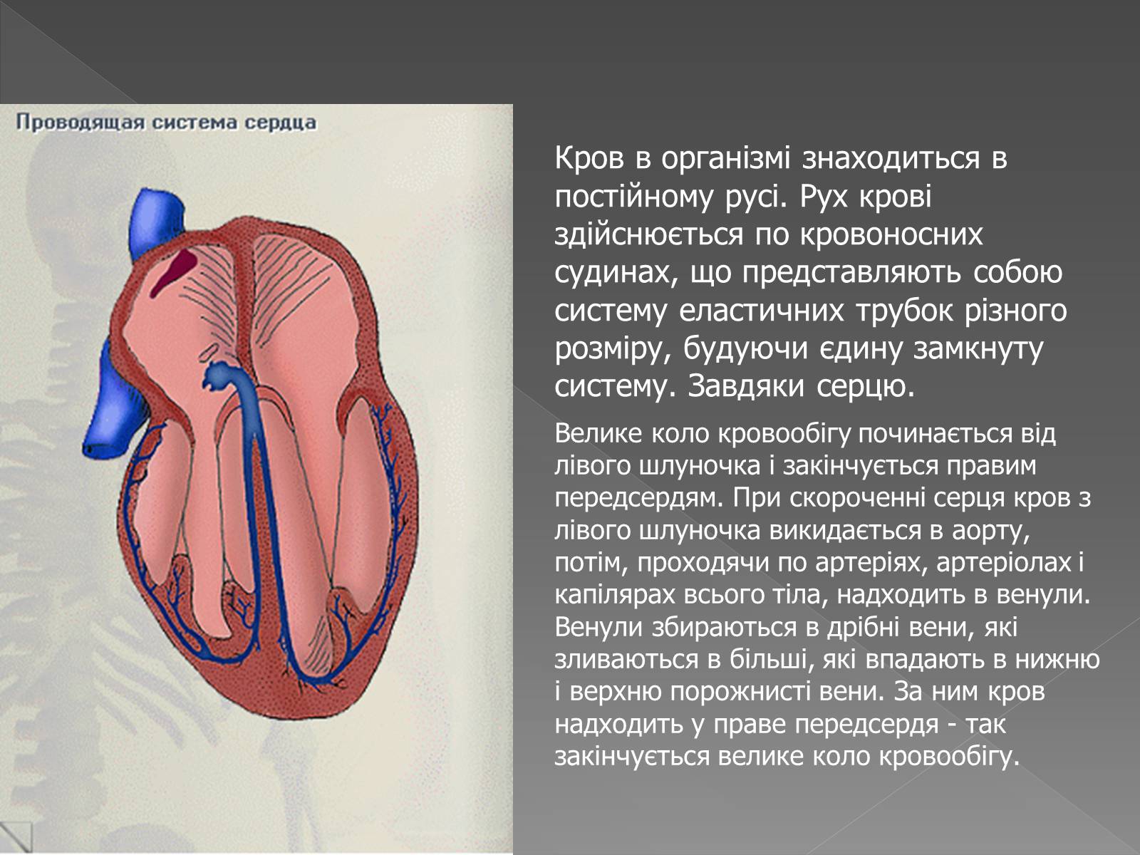 Презентація на тему «Кровоносна система» (варіант 2) - Слайд #8