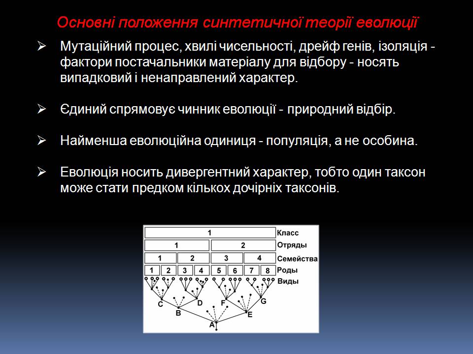 Презентація на тему «Еволюційне вчення Чарльза Дарвіна» - Слайд #12