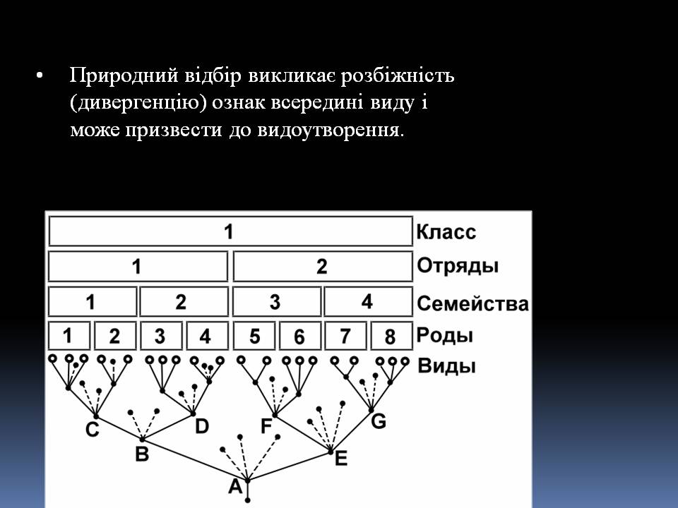 Презентація на тему «Еволюційне вчення Чарльза Дарвіна» - Слайд #7