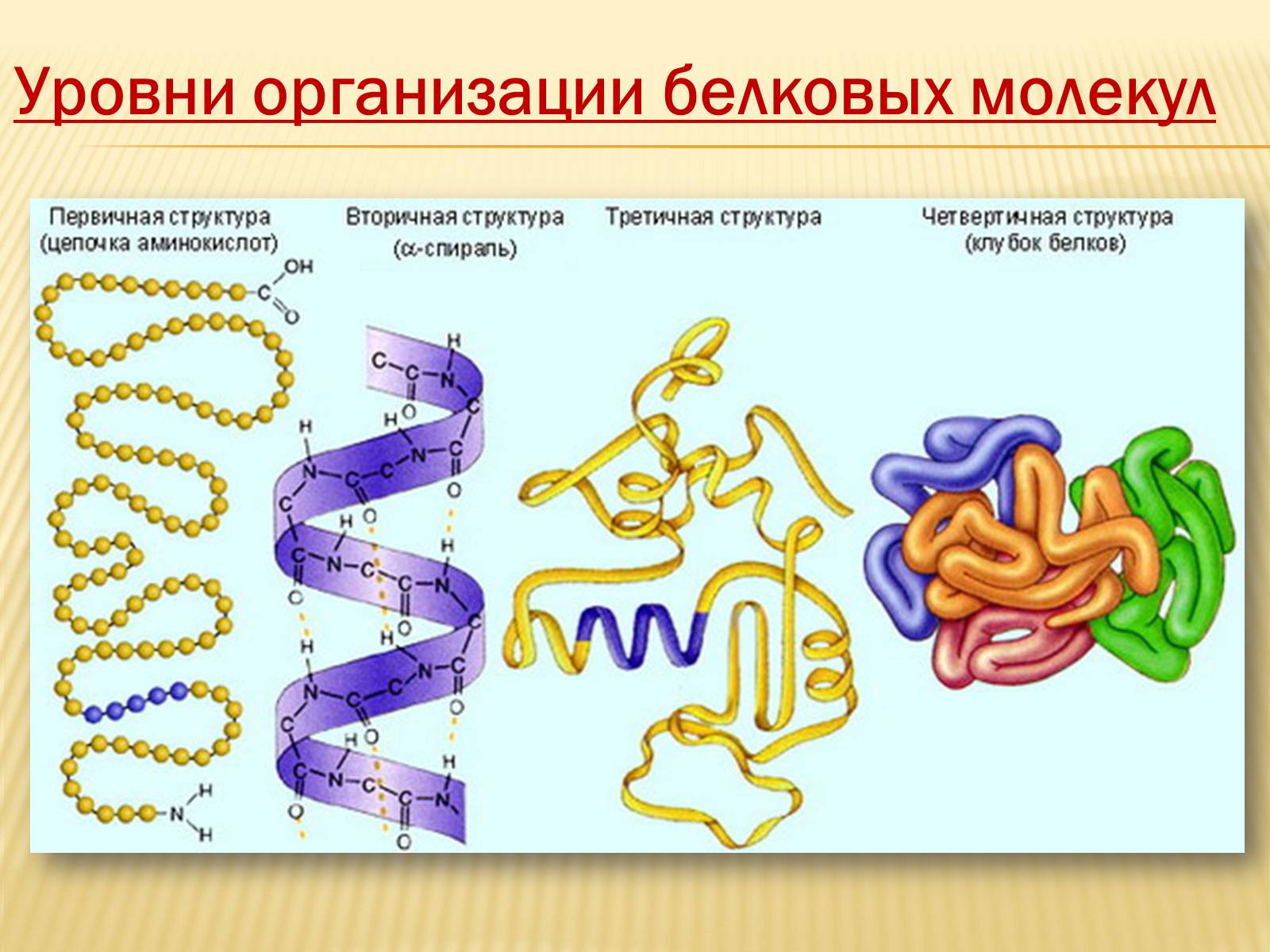 Презентація на тему «Органические вещества. Углеводы. Белки» - Слайд #19