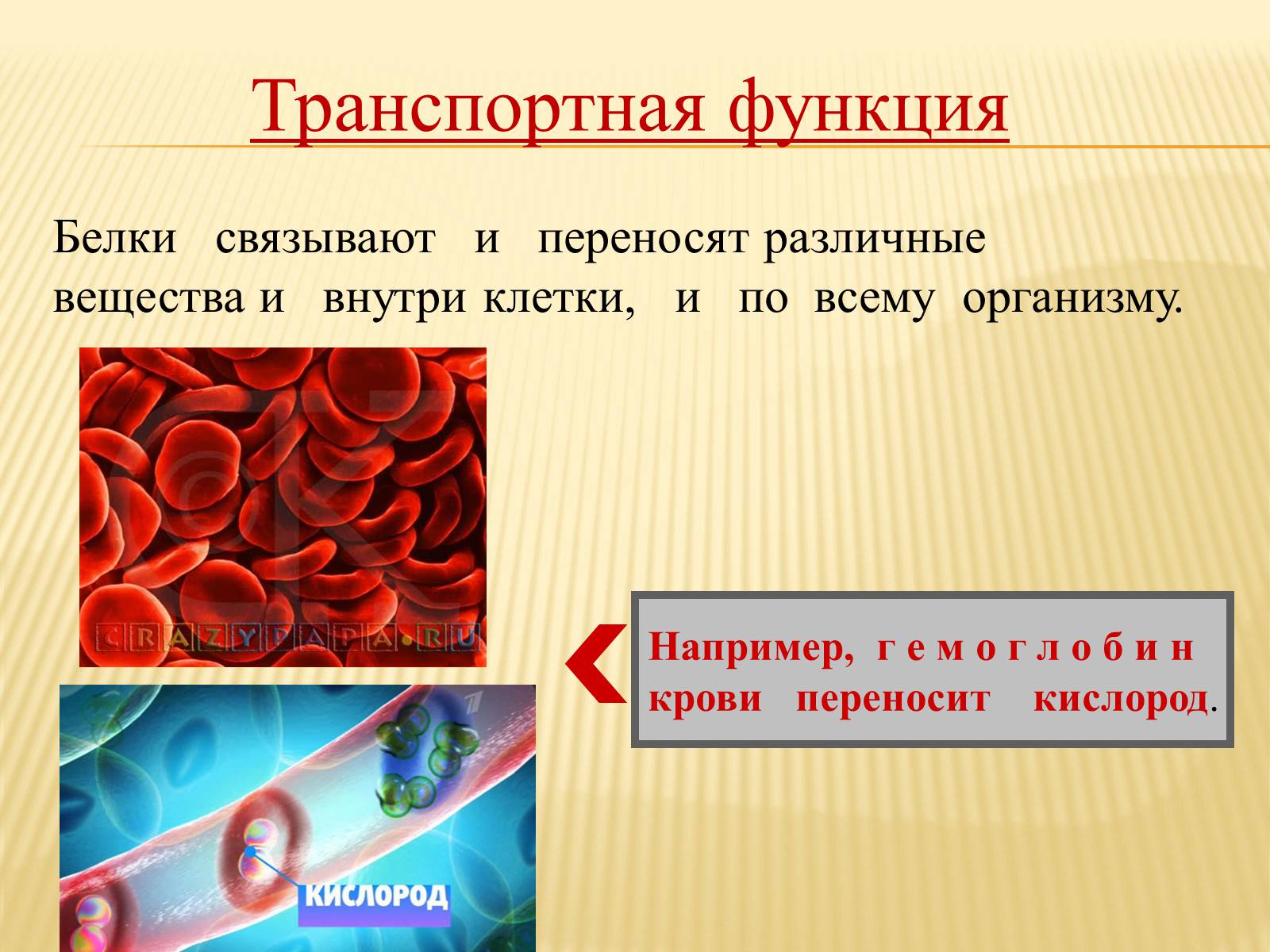 Функции веществ. Транспортная функция живого вещества. Транспортная функция белка. Транспортная функция вещества. Транспортная функция живого вещества примеры.