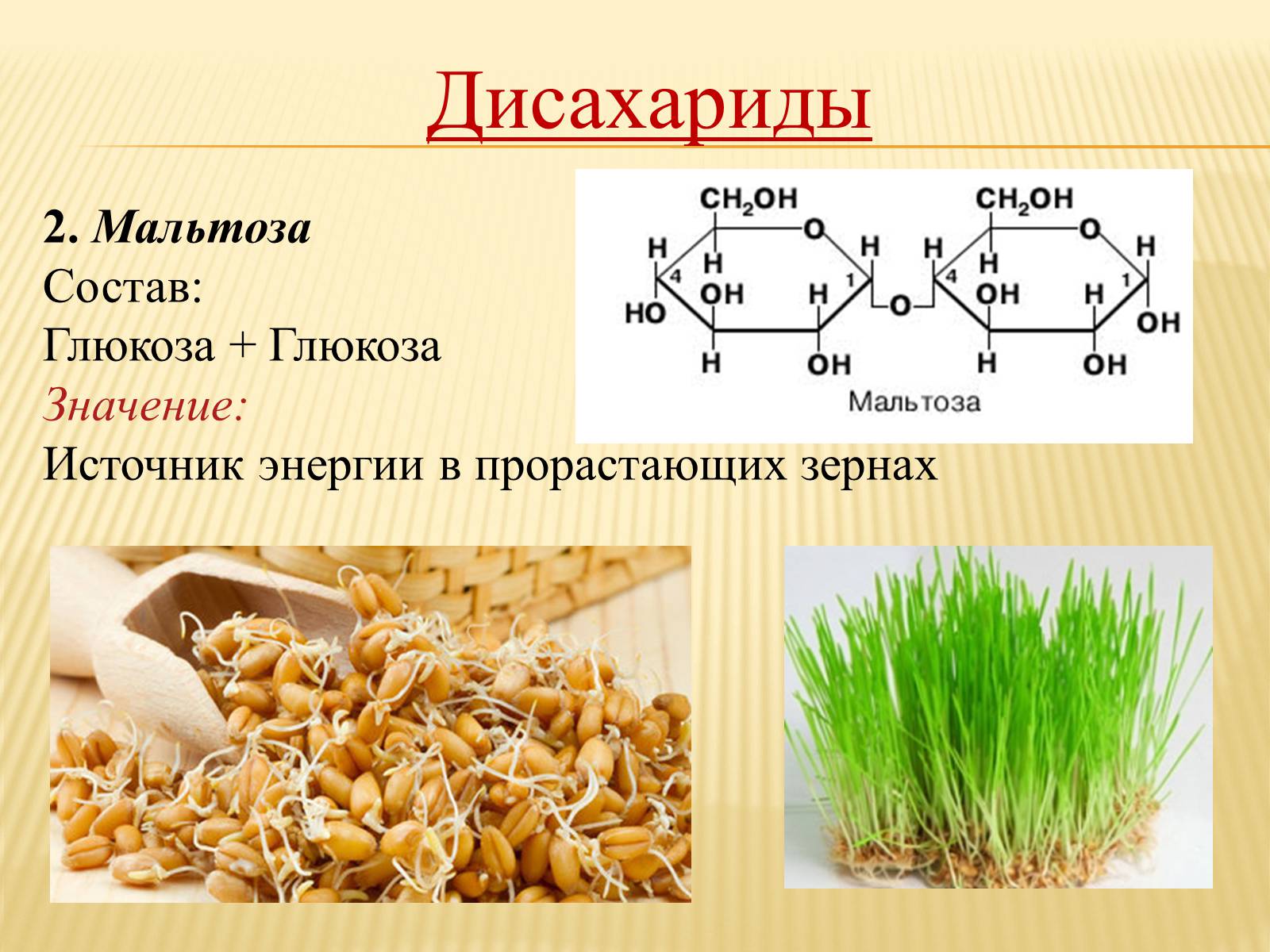 Мальтоза. Солодовый сахар это дисахарид. Мальтоза это олигосахарид. Мальтоза строение и функции. Биороль мальтозы.
