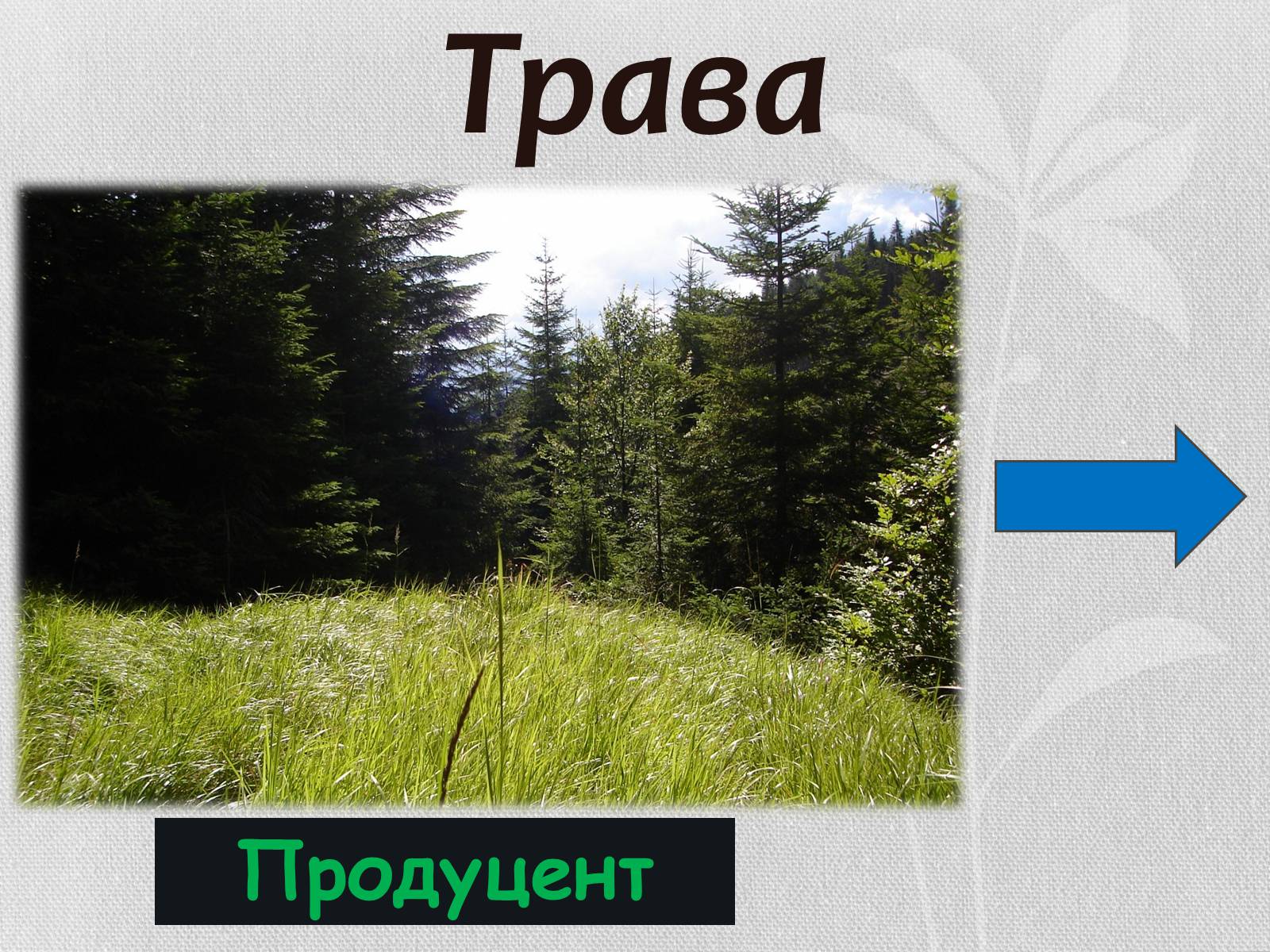 Презентація на тему «Ланцюг живлення» (варіант 1) - Слайд #10