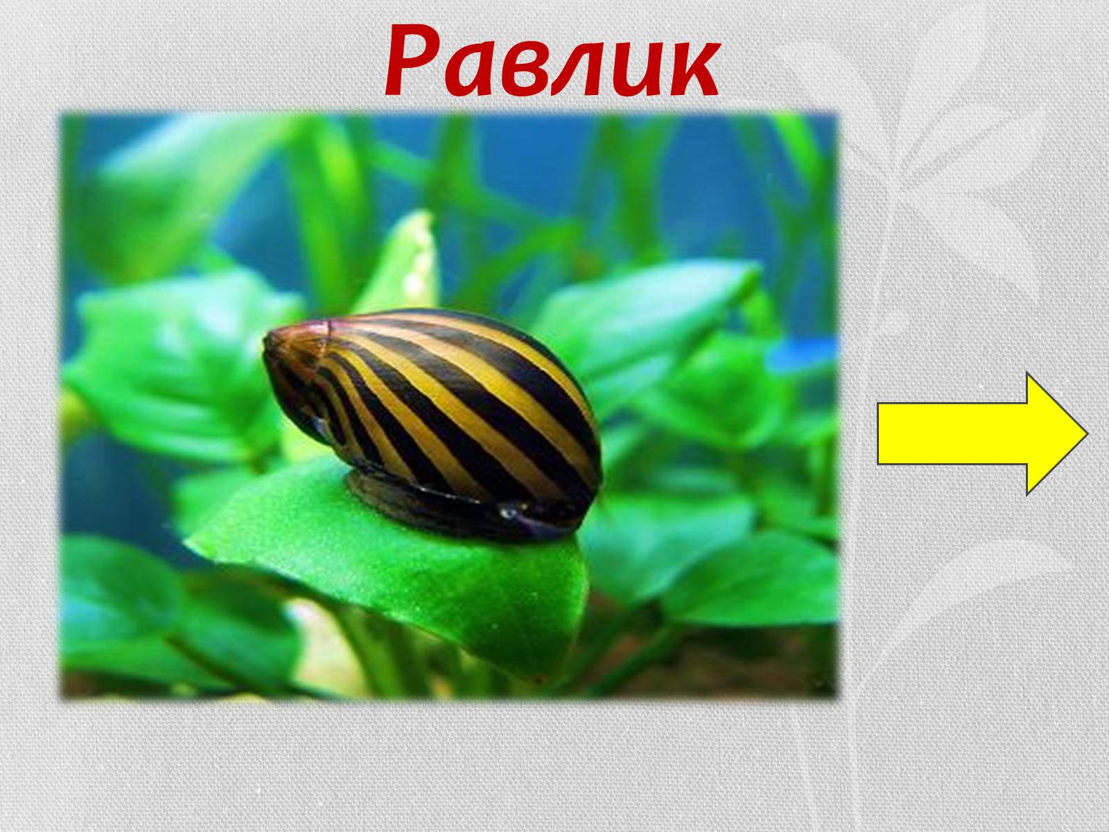 Презентація на тему «Ланцюг живлення» (варіант 1) - Слайд #4