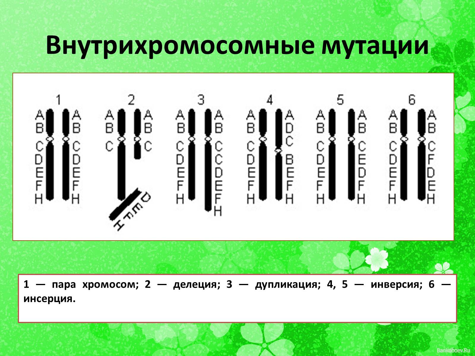 Презентація на тему «Мутационная изменчивость» - Слайд #14