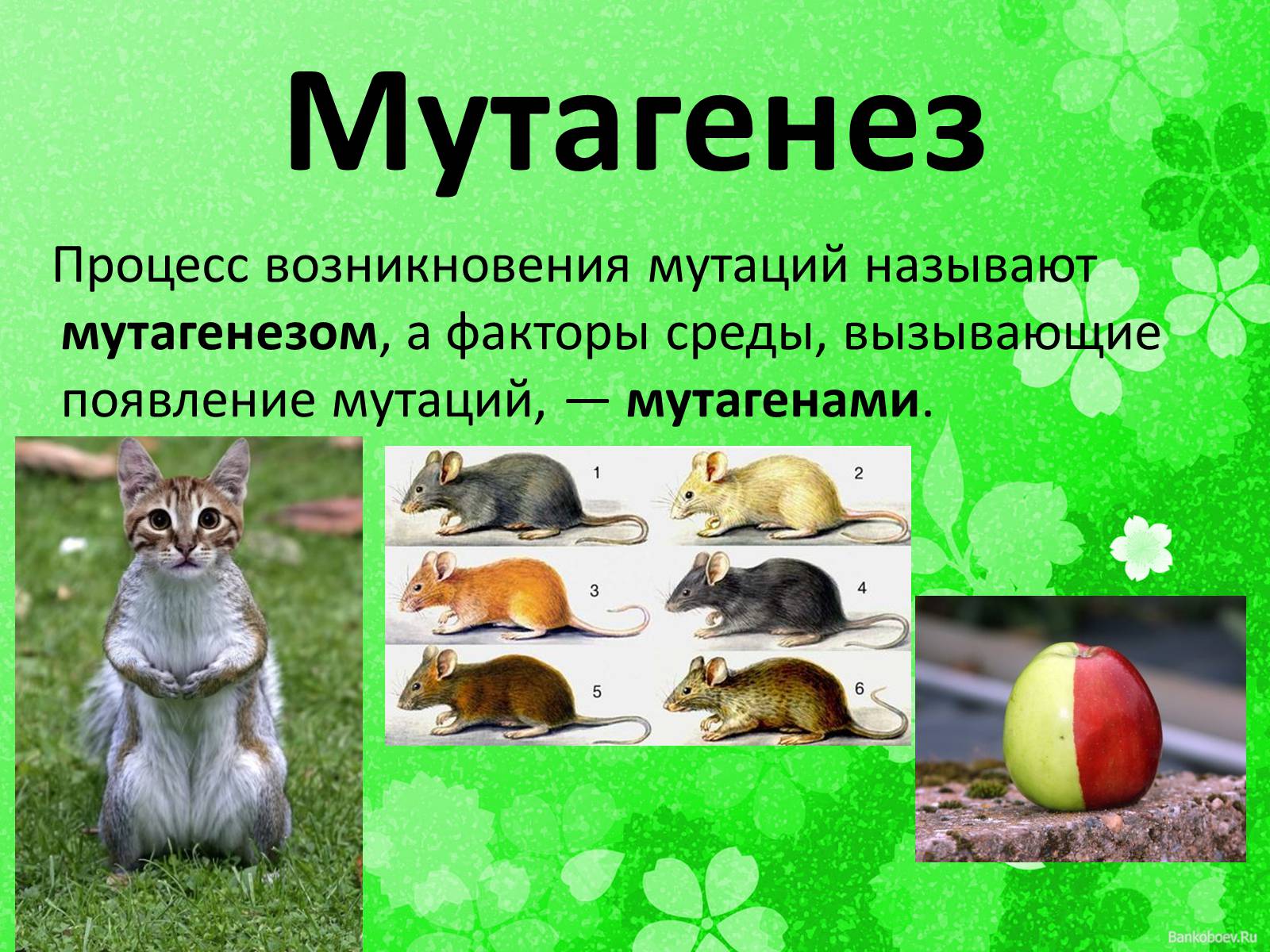 Селекция животных мутагенез. Искусственный мутагенез растений. Искусственные мутации примеры. Мутагенез в селекции.