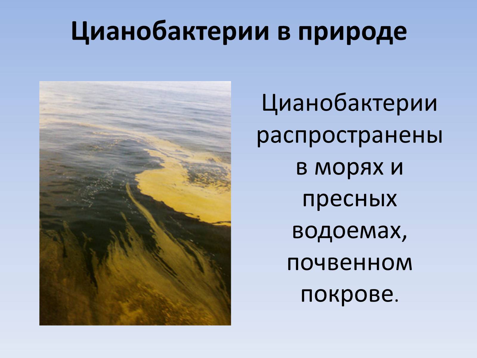 Презентація на тему «Цианобактерии» - Слайд #3