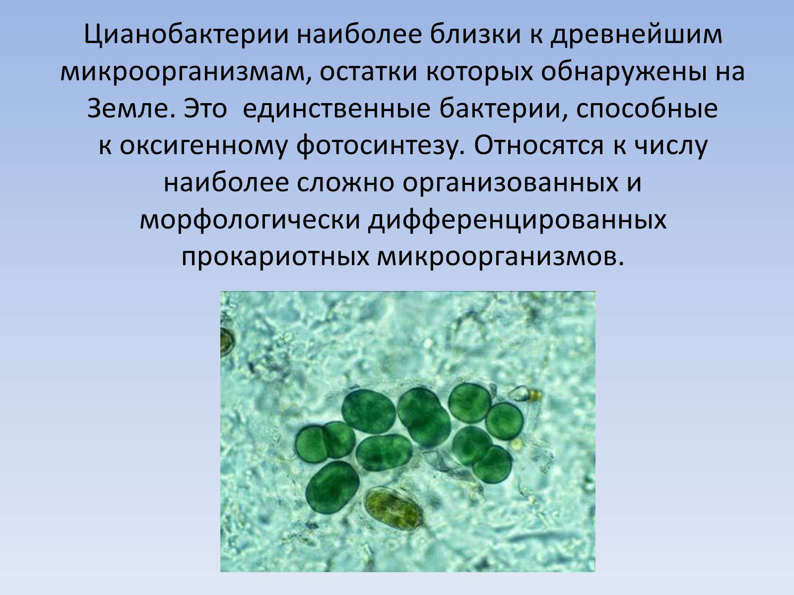 Презентація на тему «Цианобактерии» - Слайд #4