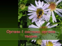 Презентація на тему «Органи і система органів тварин»