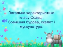 Презентація на тему «Загальна характеристика класу Ссавці. Зовнішня будова, скелет і мускулатура»